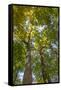 Tulip-Poplar Tree II-Kathy Mahan-Framed Stretched Canvas