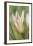 Tulip Primulina-Cora Niele-Framed Photographic Print