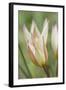 Tulip Primulina-Cora Niele-Framed Photographic Print