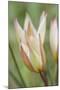 Tulip Primulina-Cora Niele-Mounted Photographic Print