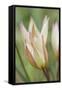 Tulip Primulina-Cora Niele-Framed Stretched Canvas