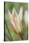 Tulip Primulina-Cora Niele-Stretched Canvas