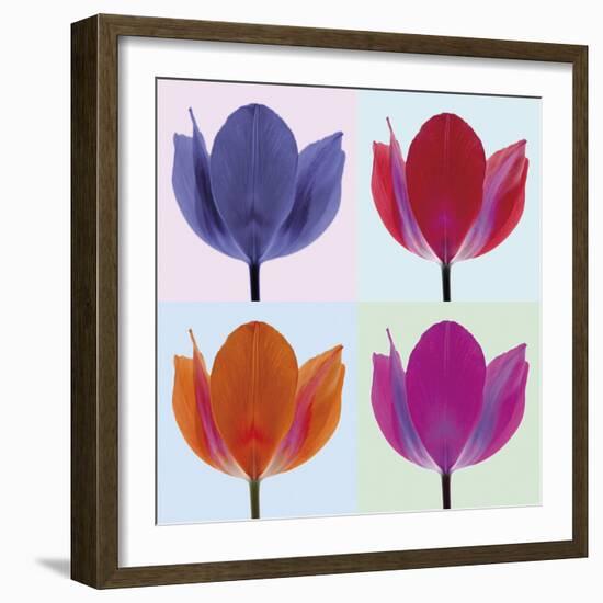 Tulip Quadrant II-Katja Marzahn-Framed Giclee Print