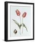 Tulip 'Red Darwin'-Sally Crosthwaite-Framed Giclee Print