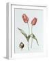 Tulip 'Red Darwin'-Sally Crosthwaite-Framed Giclee Print