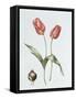 Tulip 'Red Darwin'-Sally Crosthwaite-Framed Stretched Canvas