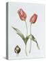 Tulip 'Red Darwin'-Sally Crosthwaite-Stretched Canvas