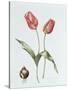 Tulip 'Red Darwin'-Sally Crosthwaite-Stretched Canvas