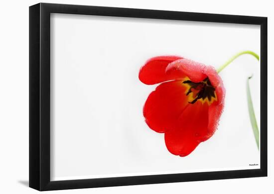 Tulip (Red, Morning Dew) Art Poster Print-null-Framed Poster