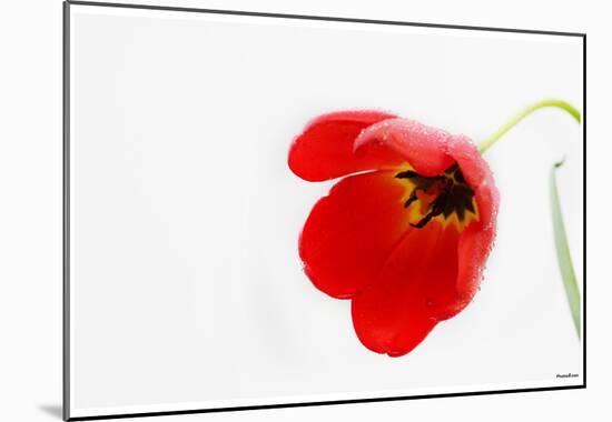 Tulip (Red, Morning Dew) Art Poster Print-null-Mounted Poster