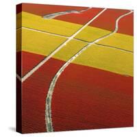 Tulip Roads-Howard Ruby-Stretched Canvas