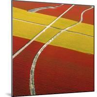 Tulip Roads-Howard Ruby-Mounted Photographic Print