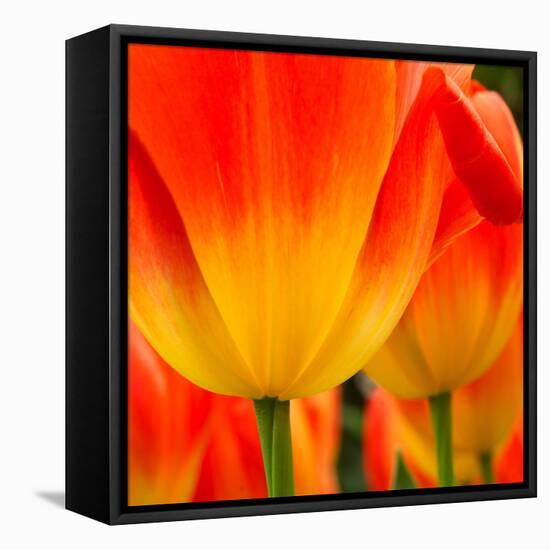 Tulip's Petals-George Lepp-Framed Stretched Canvas