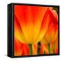 Tulip's Petals-George Lepp-Framed Stretched Canvas