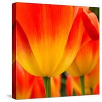 Tulip's Petals-George Lepp-Stretched Canvas