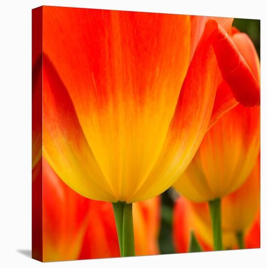 Tulip's Petals-George Lepp-Stretched Canvas