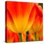 Tulip's Petals-George Lepp-Stretched Canvas