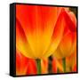 Tulip's Petals-George Lepp-Framed Stretched Canvas