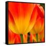 Tulip's Petals-George Lepp-Framed Stretched Canvas