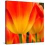 Tulip's Petals-George Lepp-Stretched Canvas