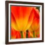 Tulip's Petals-George Lepp-Framed Photographic Print