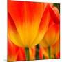 Tulip's Petals-George Lepp-Mounted Photographic Print