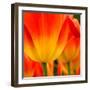 Tulip's Petals-George Lepp-Framed Photographic Print