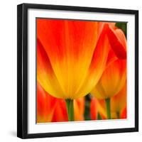 Tulip's Petals-George Lepp-Framed Photographic Print