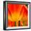 Tulip's Petals-George Lepp-Framed Photographic Print