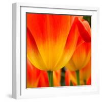 Tulip's Petals-George Lepp-Framed Photographic Print