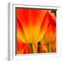 Tulip's Petals-George Lepp-Framed Photographic Print