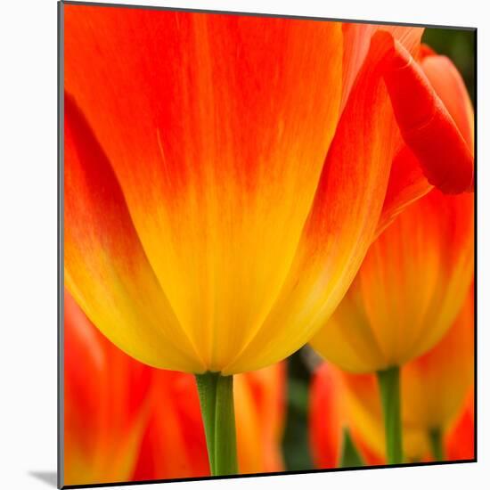 Tulip's Petals-George Lepp-Mounted Photographic Print