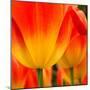 Tulip's Petals-George Lepp-Mounted Photographic Print