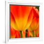 Tulip's Petals-George Lepp-Framed Photographic Print