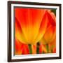 Tulip's Petals-George Lepp-Framed Photographic Print