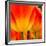 Tulip's Petals-George Lepp-Framed Giclee Print