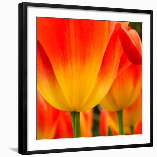 Tulip's Petals-George Lepp-Framed Giclee Print