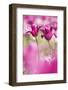 Tulip, Schwerin, Germany-Kerstin Hinze-Framed Photographic Print