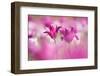 Tulip, Schwerin, Germany-Kerstin Hinze-Framed Photographic Print