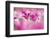 Tulip, Schwerin, Germany-Kerstin Hinze-Framed Photographic Print