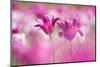 Tulip, Schwerin, Germany-Kerstin Hinze-Mounted Photographic Print