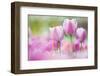 Tulip, Schwerin, Germany-Kerstin Hinze-Framed Photographic Print