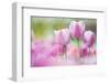 Tulip, Schwerin, Germany-Kerstin Hinze-Framed Photographic Print