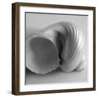 Tulip Sea Shell-John Harper-Framed Giclee Print