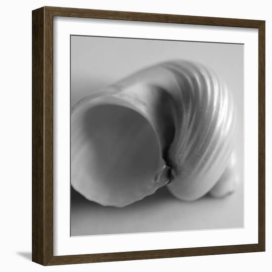 Tulip Sea Shell-John Harper-Framed Giclee Print