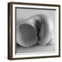 Tulip Sea Shell-John Harper-Framed Giclee Print