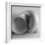 Tulip Sea Shell-John Harper-Framed Giclee Print