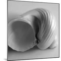 Tulip Sea Shell-John Harper-Mounted Giclee Print