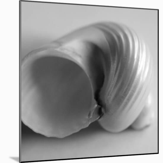 Tulip Sea Shell-John Harper-Mounted Giclee Print