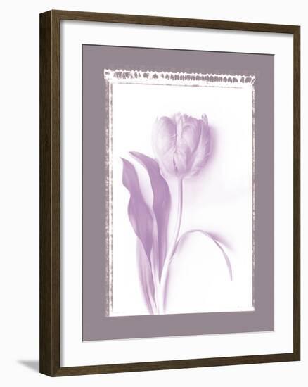 Tulip Shadow I-Bill Philip-Framed Giclee Print